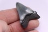 dent de requin: CARCHARODON MEGALODON