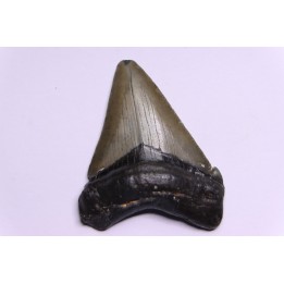 shark teeth: CARCHARODON MEGALODON
