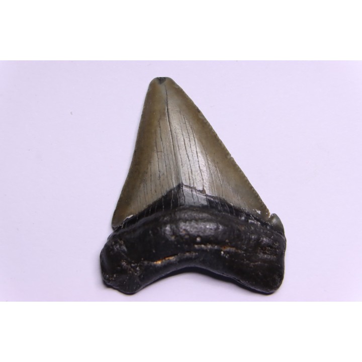 shark teeth: CARCHARODON MEGALODON