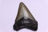 dent de requin: CARCHARODON MEGALODON