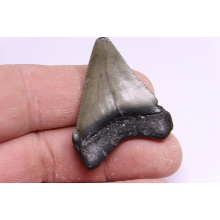 shark teeth: CARCHARODON MEGALODON