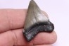 shark teeth: CARCHARODON MEGALODON
