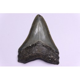 dent de requin: CARCHARODON MEGALODON
