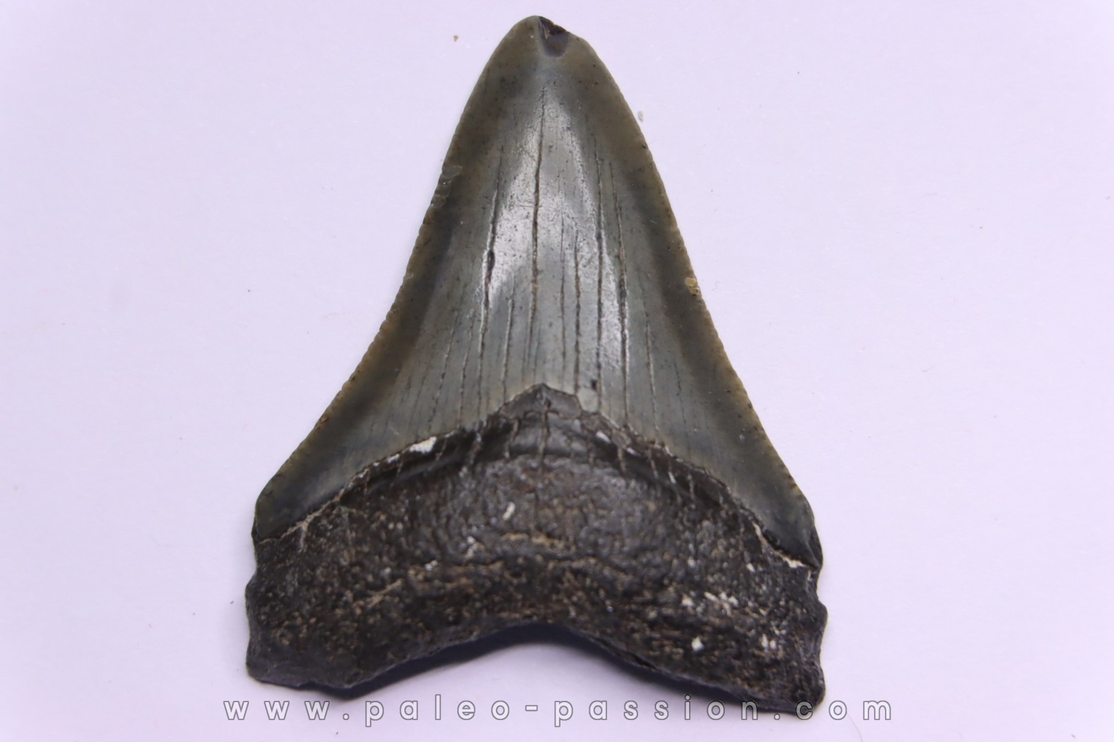 dent de requin: CARCHARODON MEGALODON