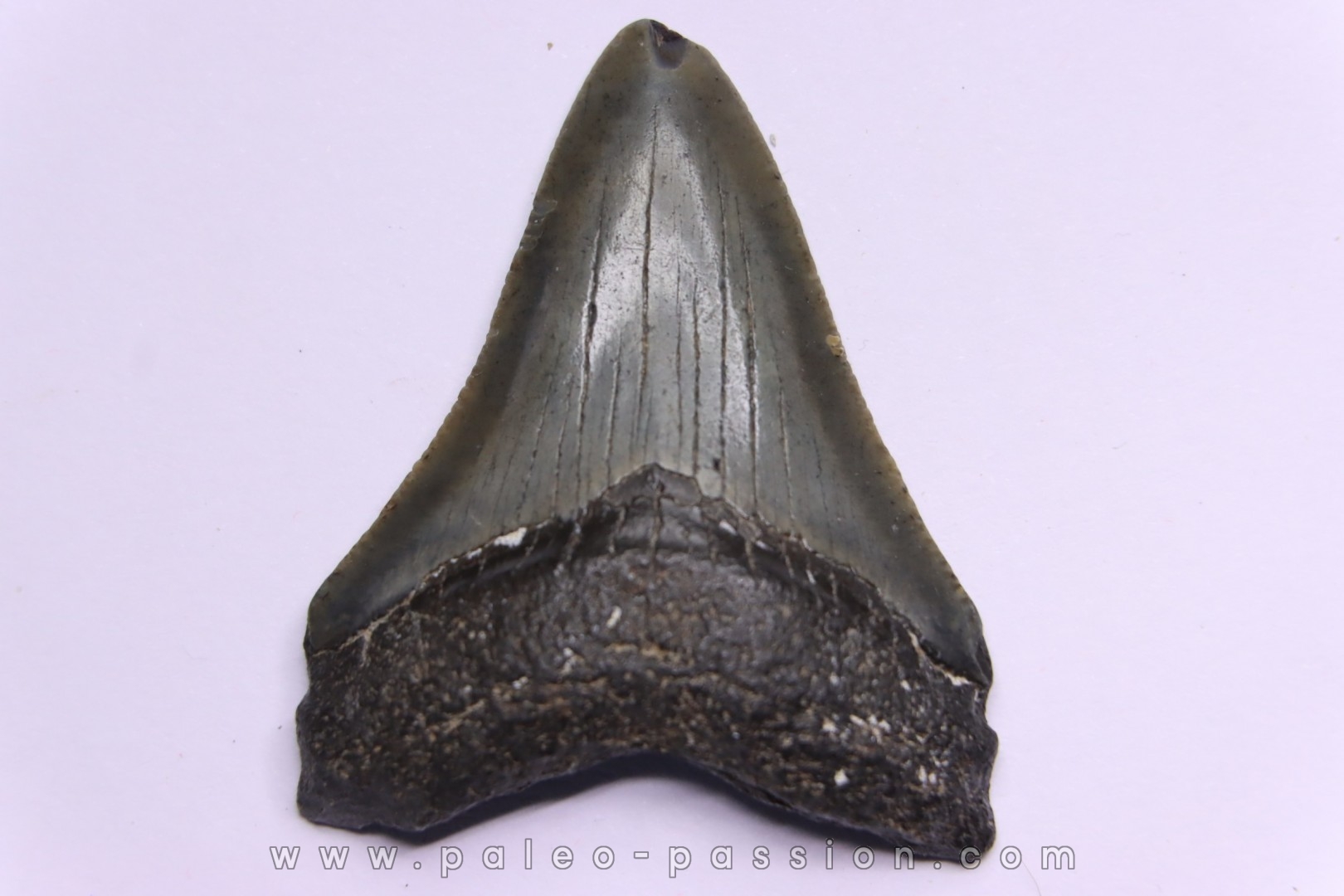 shark teeth: CARCHARODON MEGALODON