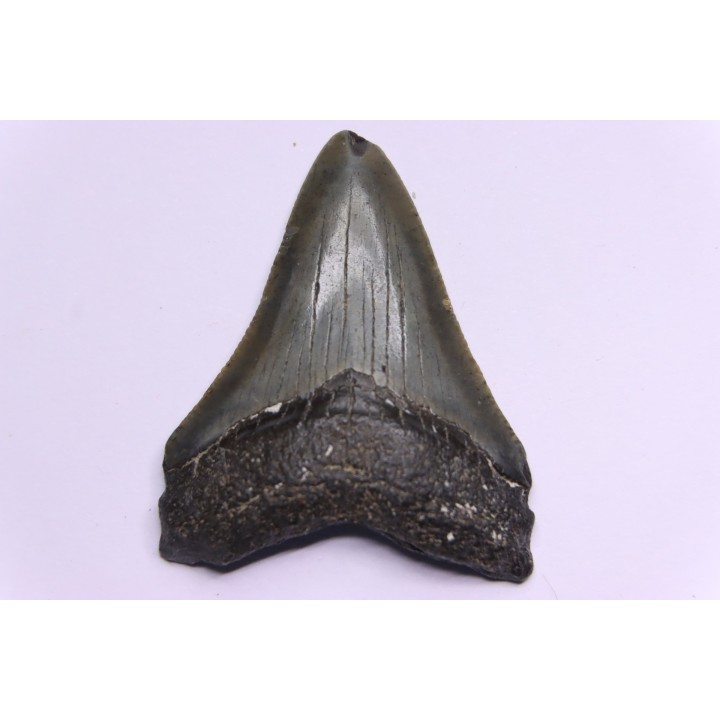 shark teeth: CARCHARODON MEGALODON