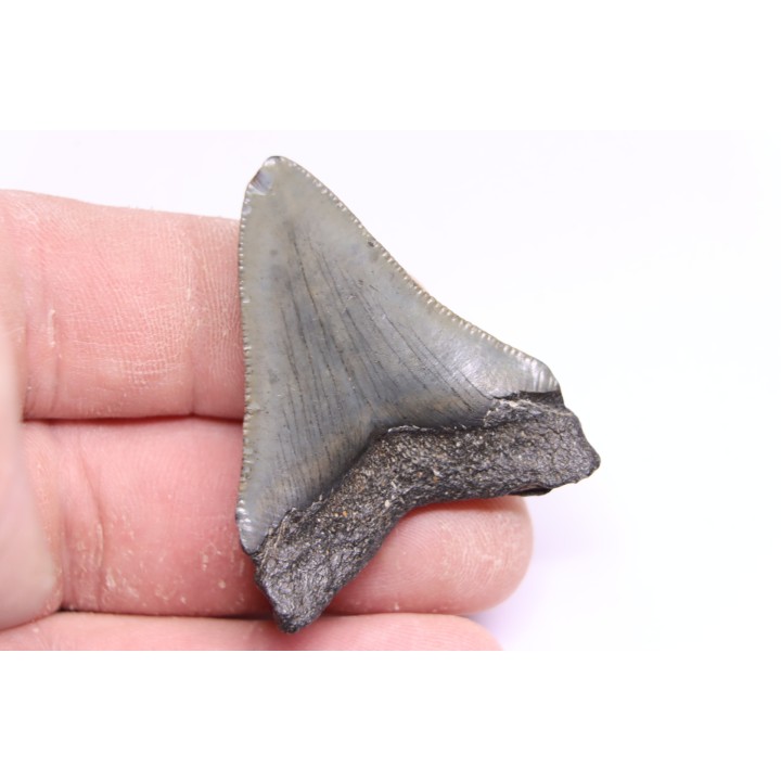 dent de requin: CARCHARODON MEGALODON