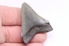dent de requin: CARCHARODON MEGALODON