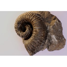 Kutatissites densecostatum - barremien - paja formation - Santander - Colombie