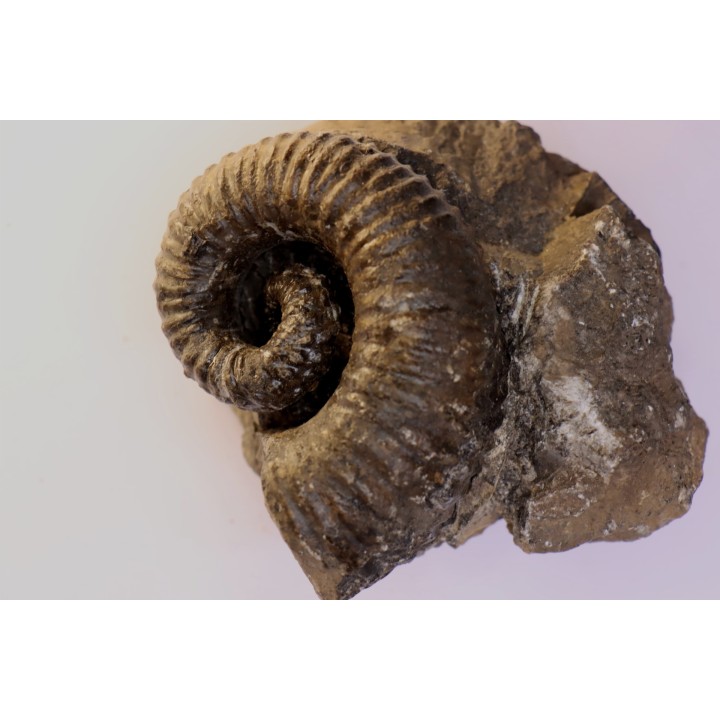 Kutatissites densecostatum - barremien - paja formation - Santander - Colombie
