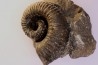 Kutatissites densecostatum - barremien - paja formation - Santander - Colombie