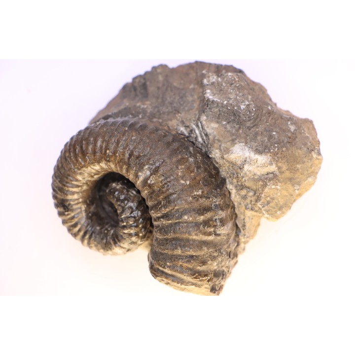 Kutatissites densecostatum - barremien - paja formation - Santander - Colombie