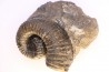 Kutatissites densecostatum - barremien - paja formation - Santander - Colombie