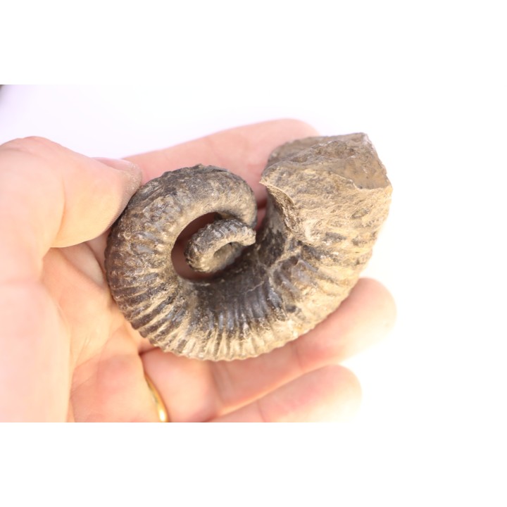 Kutatissites densecostatum - barremien - paja formation - Santander - Colombie