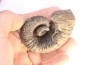 Kutatissites densecostatum - barremien - paja formation - Santander - Colombie