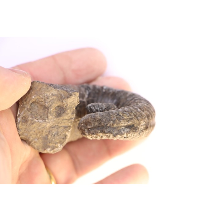Kutatissites densecostatum - barremien - paja formation - Santander - Colombie
