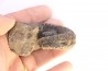 Kutatissites densecostatum - barremien - paja formation - Santander - Colombie