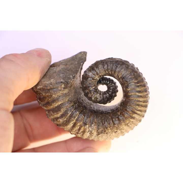 Kutatissites densecostatum - barremien - paja formation - Santander - Colombie