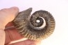 Kutatissites densecostatum - barremien - paja formation - Santander - Colombie