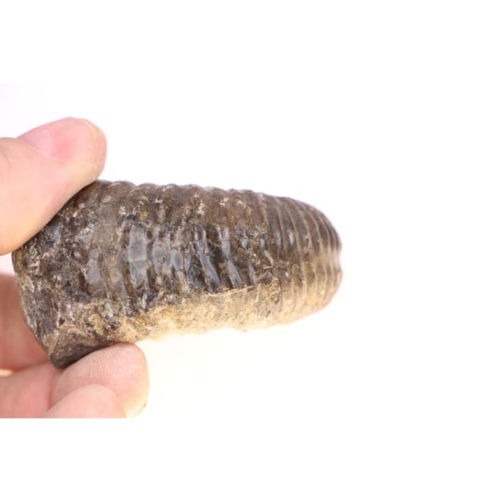 Kutatissites densecostatum - barremien - paja formation - Santander - Colombie