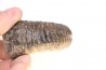 Kutatissites densecostatum - barremien - paja formation - Santander - Colombie