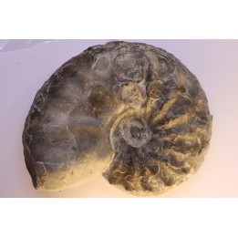 CERATITES NODUSUS - Muschelkalk - Wasselone, FRANCE