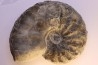CERATITES NODUSUS - Muschelkalk - Wasselone, FRANCE