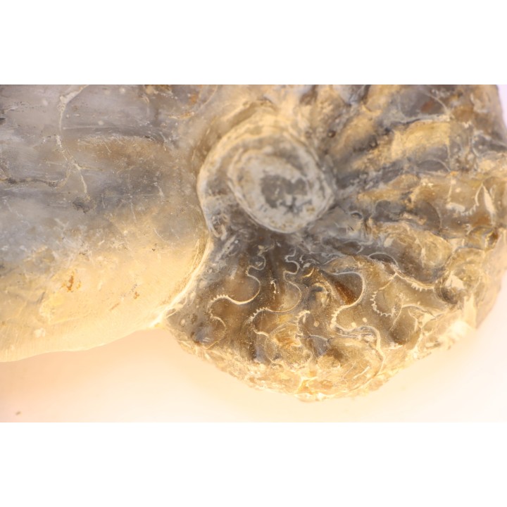 CERATITES NODUSUS - Muschelkalk - Wasselone, FRANCE