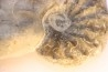 CERATITES NODUSUS - Muschelkalk - Wasselone, FRANCE