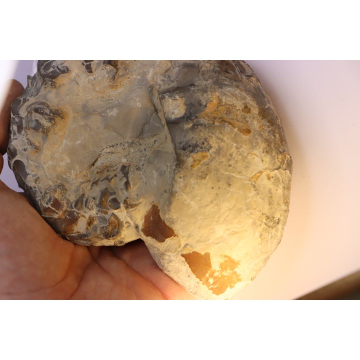 CERATITES NODUSUS - Muschelkalk - Wasselone, FRANCE