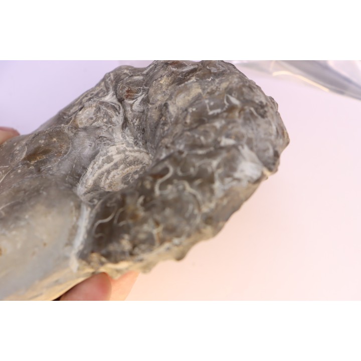 CERATITES NODUSUS - Muschelkalk - Wasselone, FRANCE