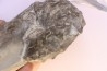 CERATITES NODUSUS - Muschelkalk - Wasselone, FRANCE