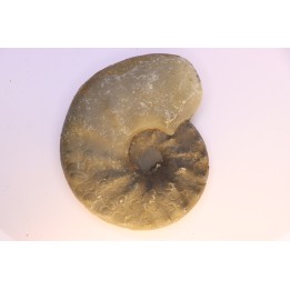 CERATITES SUBLAEVIGATUS - Muschelkalk - Lindach, Allemagne