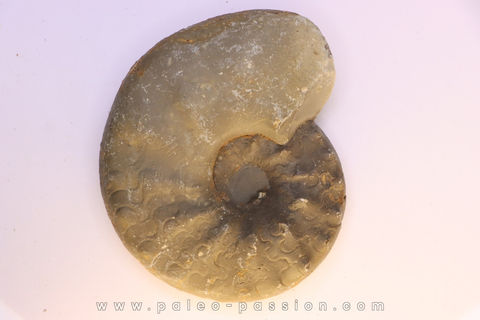 CERATITES SUBLAEVIGATUS - Muschelkalk - Lindach, Allemagne