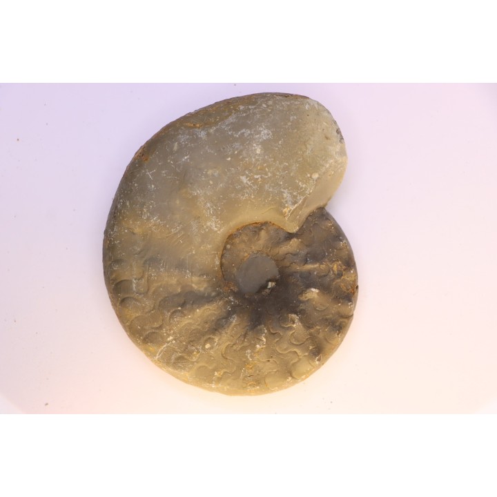 CERATITES SUBLAEVIGATUS - Muschelkalk - Lindach, Germany