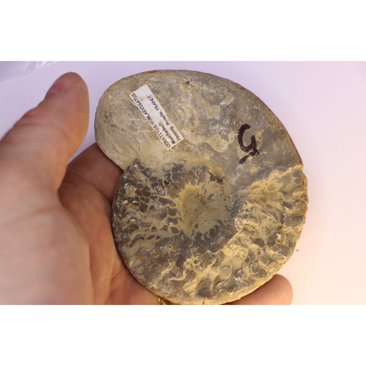CERATITES SUBLAEVIGATUS - Muschelkalk - Lindach, Allemagne