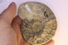 CERATITES SUBLAEVIGATUS - Muschelkalk - Lindach, Allemagne