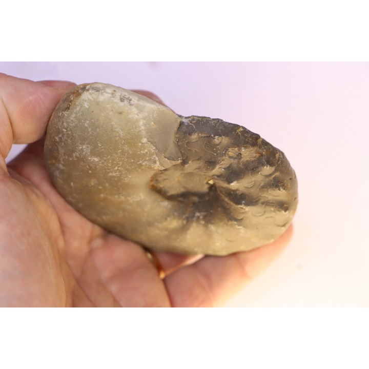 CERATITES SUBLAEVIGATUS - Muschelkalk - Lindach, Germany