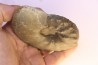 CERATITES SUBLAEVIGATUS - Muschelkalk - Lindach, Germany