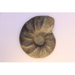 CERATITES EVOLUTUS - Muschelkalk - Lindach, Germany