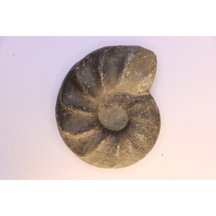 CERATITES EVOLUTUS - Muschelkalk - Lindach, Allemagne