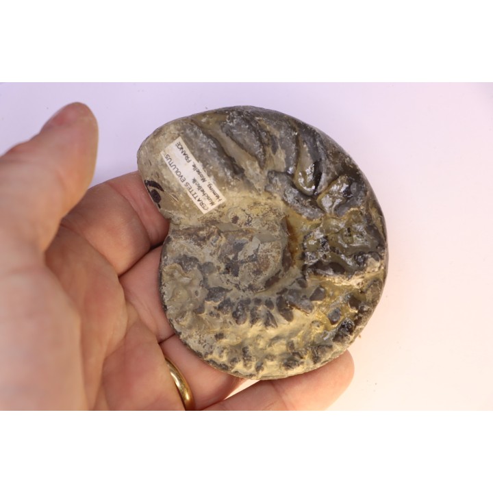 CERATITES EVOLUTUS - Muschelkalk - Lindach, Allemagne