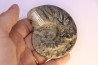 CERATITES EVOLUTUS - Muschelkalk - Lindach, Allemagne
