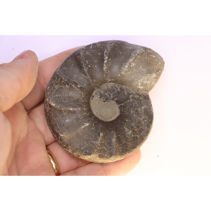 CERATITES EVOLUTUS - Muschelkalk - Lindach, Allemagne