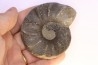 CERATITES EVOLUTUS - Muschelkalk - Lindach, Germany