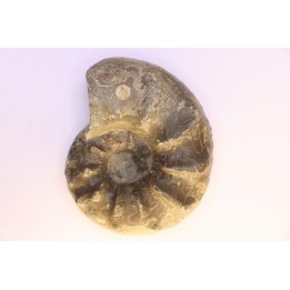 CERATITES SPINOSUS  Muschelkalk  Lindach, Germany