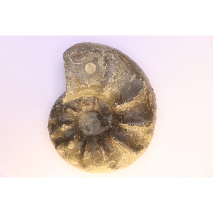 CERATITES SPINOSUS  Muschelkalk  Lindach, Germany