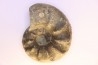 CERATITES SPINOSUS - Muschelkalk - Lindach, Allemagne