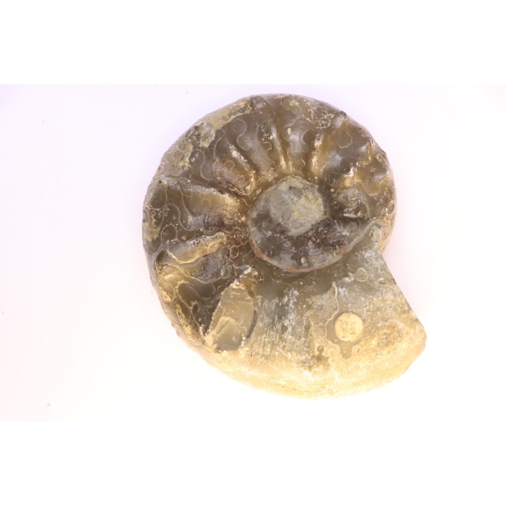 CERATITES SPINOSUS  Muschelkalk  Lindach, Germany