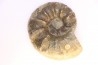 CERATITES SPINOSUS  Muschelkalk  Lindach, Germany
